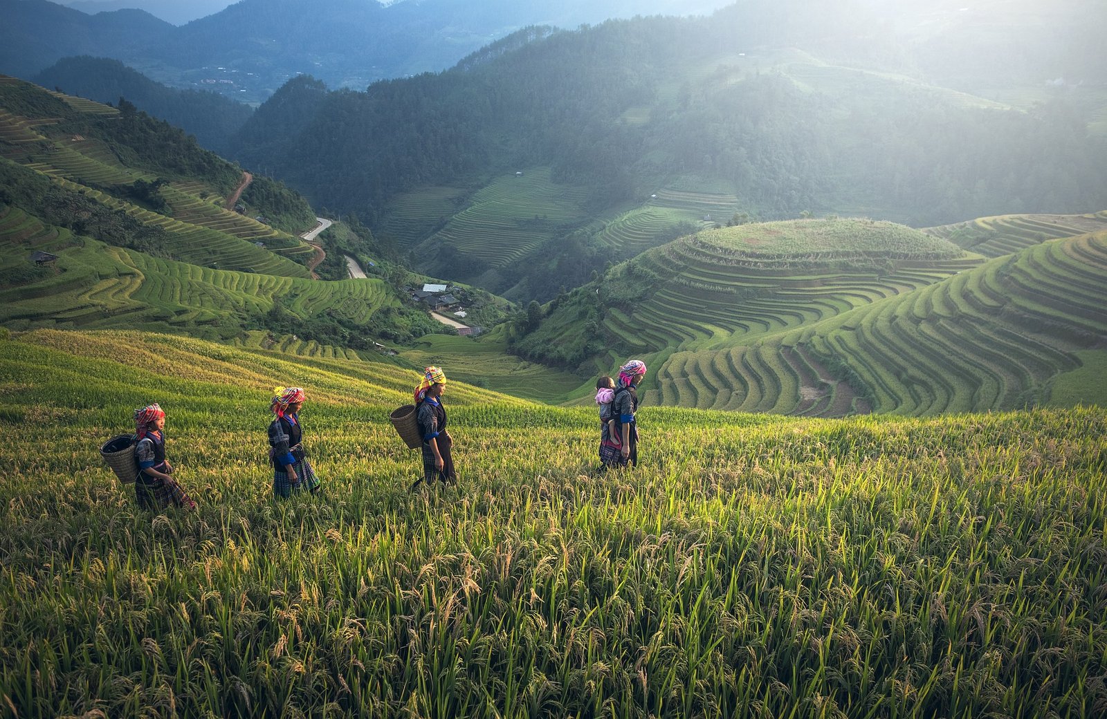 Sillonner les rizières à Bali : Les plus belles rizières à découvrir