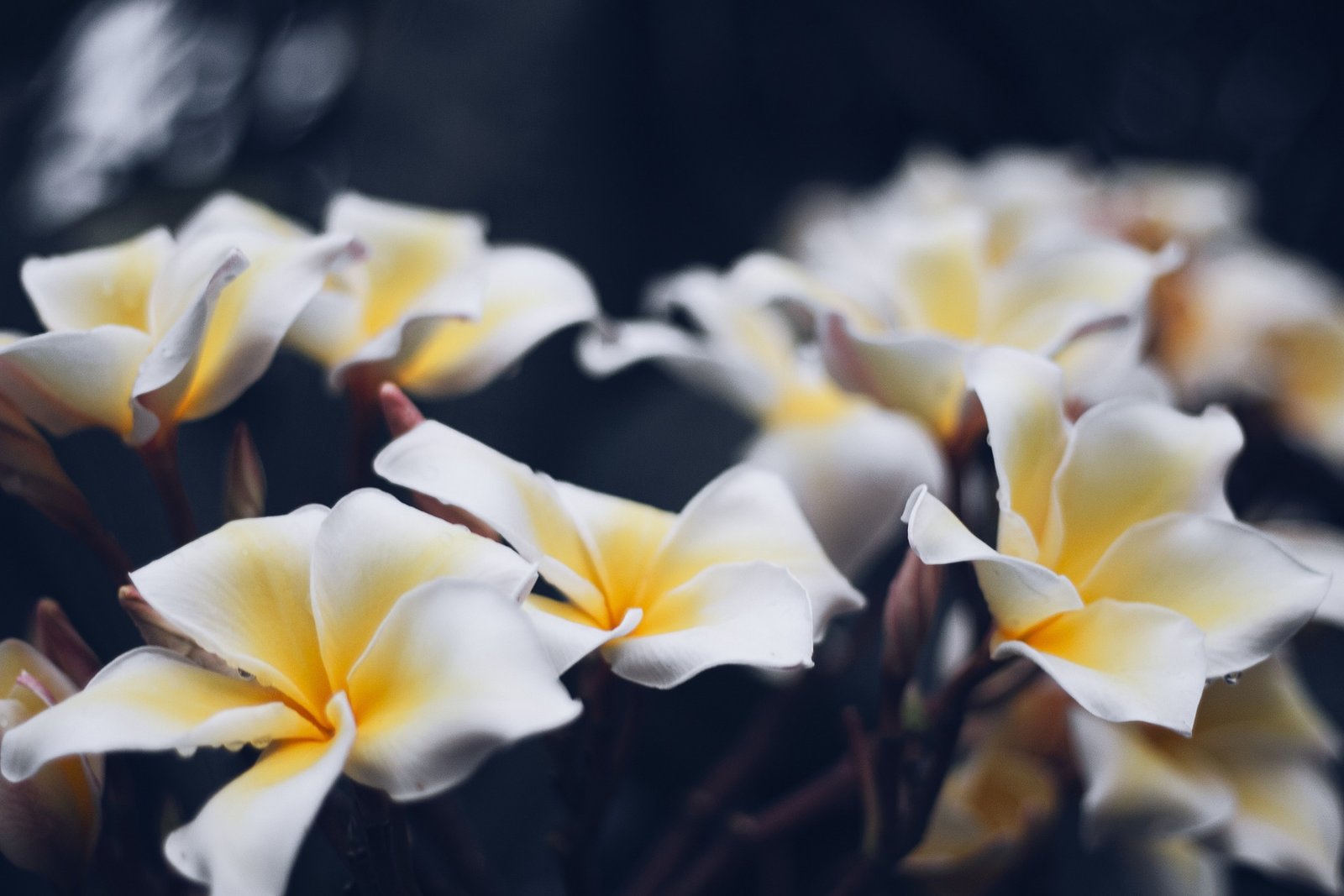 Explorer le Jardin Botanique à Bali : Un Voyage au Cœur de la Nature